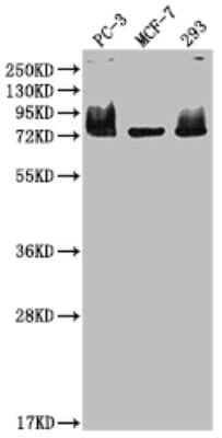 Western Blot: Menin Antibody (8G11) [NBP3-15181]