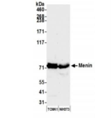 Western Blot: Menin Antibody [NB100-215]