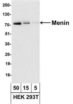 Western Blot: Menin Antibody [NB100-287]