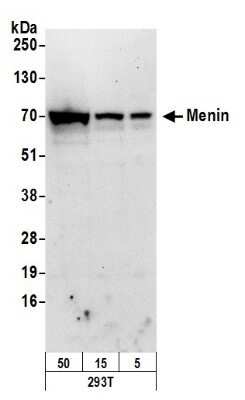 Western Blot: Menin Antibody [NB100-287]