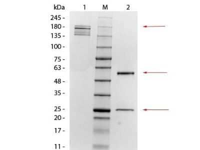 SDS-PAGE: Mesothelin Antibody (MB-G10) [NB110-85538]
