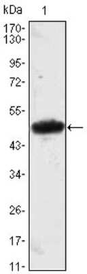 Western Blot: Mesp1 Antibody (1A3)BSA Free [NBP1-51613]