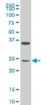 Western Blot: Mesp1 Antibody (1F9) [H00055897-M06]