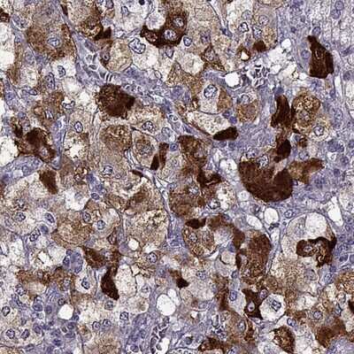 Immunohistochemistry-Paraffin: Met-enkephalin Antibody [NBP1-90944]