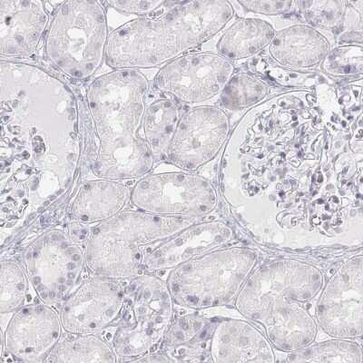 Immunohistochemistry-Paraffin: Met-enkephalin Antibody [NBP1-90944]