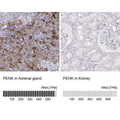 Immunohistochemistry-Paraffin: Met-enkephalin Antibody [NBP1-90944]