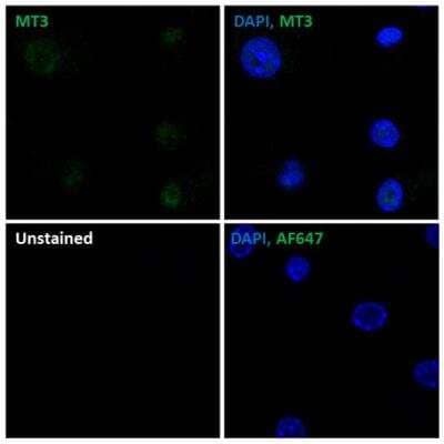 Immunocytochemistry/ Immunofluorescence: Metallothionein-3 Antibody [NBP1-89772]