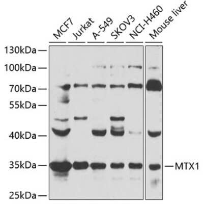 Western Blot: Metaxin 1 AntibodyBSA Free [NBP3-03536]