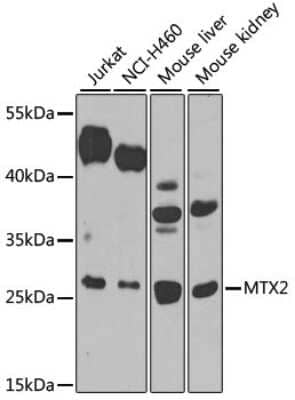 Western Blot: Metaxin-2 AntibodyBSA Free [NBP3-03404]