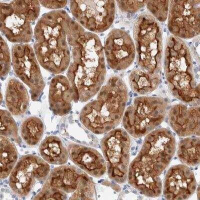 Immunohistochemistry: Meteorin-like/METRNL Antibody [NBP1-91064]