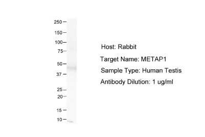 Western Blot: Methionine Aminopeptidase 1/METAP1 Antibody [NBP1-53088]