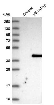 Western Blot: Methionine Aminopeptidase 1D/MAP1D Antibody [NBP1-92098]