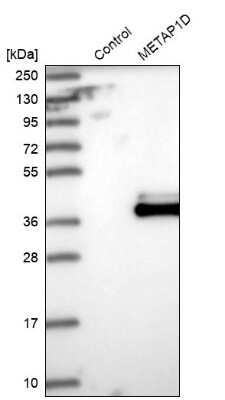 Western Blot: Methionine Aminopeptidase 1D/MAP1D Antibody [NBP2-48593]