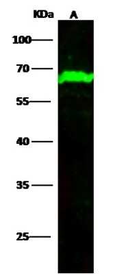 Western Blot: Methionine Aminopeptidase 2/METAP2 Antibody (010) [NBP2-90623]