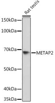 Western Blot: Methionine Aminopeptidase 2/METAP2 Antibody (5U2F4) [NBP3-16193]