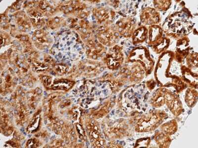 Immunohistochemistry-Paraffin: Methionine Aminopeptidase 2/METAP2 Antibody [NBP2-98289]