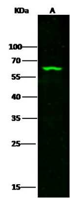 Western Blot: Methionine Aminopeptidase 2/METAP2 Antibody [NBP2-98289]