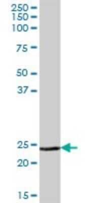 Western Blot: Methionine Sulfoxide Reductase A Antibody [H00004482-B01P]