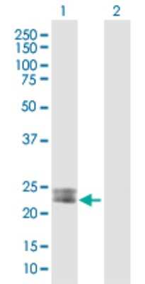 Western Blot: Methionine Sulfoxide Reductase A Antibody [H00004482-B01P]