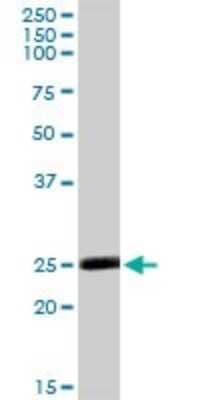 Western Blot: Methionine Sulfoxide Reductase A Antibody [H00004482-D01P]