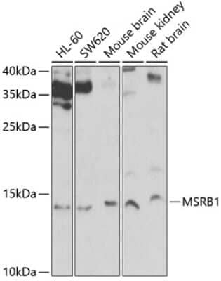 Western Blot: Methionine Sulfoxide Reductase B AntibodyBSA Free [NBP3-03548]