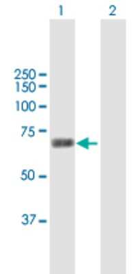 Western Blot: Methionyl tRNA synthetase 2 Antibody [H00092935-B01P]