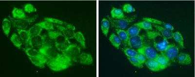Immunocytochemistry/ Immunofluorescence: Methionyl tRNA synthetase Antibody [NBP1-33016]