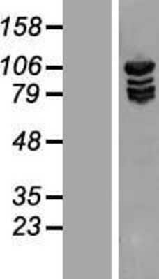 Western Blot: Methionyl tRNA synthetase Overexpression Lysate [NBL1-12901]