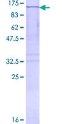 SDS-PAGE: Recombinant Human Methionyl tRNA synthetase GST (N-Term) Protein [H00004141-P01]