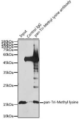 Immunoprecipitation: Methyl-Lysine Antibody - Azide and BSA Free [NBP3-15955]
