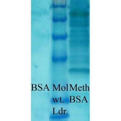Western Blot: Methyl-Lysine Antibody [NB600-824]