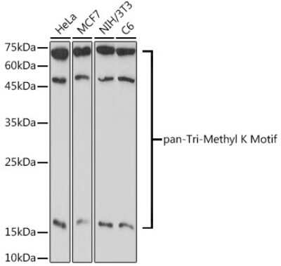 Western Blot: Methyl-Lysine AntibodyAzide and BSA Free [NBP3-15955]
