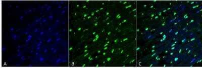 Immunohistochemistry: Methylglyoxal Antibody (9E7) [NBP2-59368]