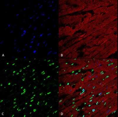 Immunohistochemistry: Methylglyoxal Antibody (9E7) [NBP2-59368]