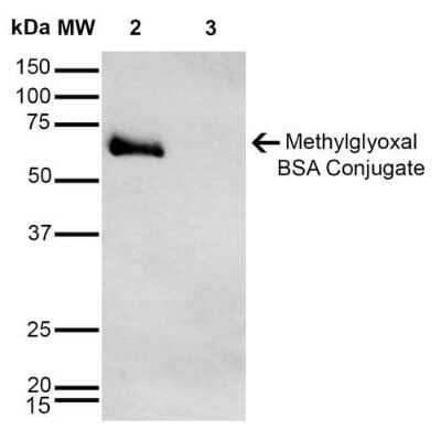 Western Blot: Methylglyoxal Antibody (9E7) [NBP2-59368]