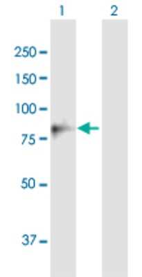 Western Blot: Methylmalonyl Coenzyme A mutase Antibody [H00004594-B01P]
