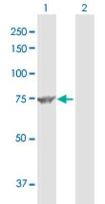 Western Blot: Methylmalonyl Coenzyme A mutase Antibody [H00004594-D01P]