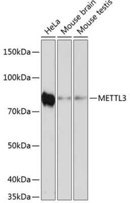 Western Blot: Methyltransferase like 3 Antibody (1R6X6) [NBP3-15652]