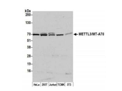 Western Blot: Methyltransferase like 3 Antibody [NB100-77310]