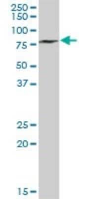 Western Blot: Methyltransferase like 3 Antibody [H00056339-B01P]