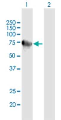 Western Blot: Methyltransferase like 3 Antibody [H00056339-B01P]