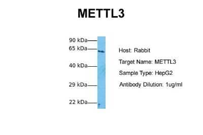 Western Blot: Methyltransferase like 3 Antibody [NBP2-82282]