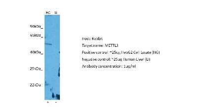 Western Blot: Methyltransferase like 3 Antibody [NBP2-82284]