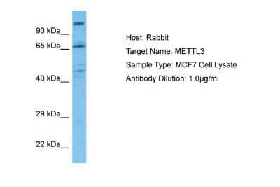 Western Blot: Methyltransferase like 3 Antibody [NBP2-82285]