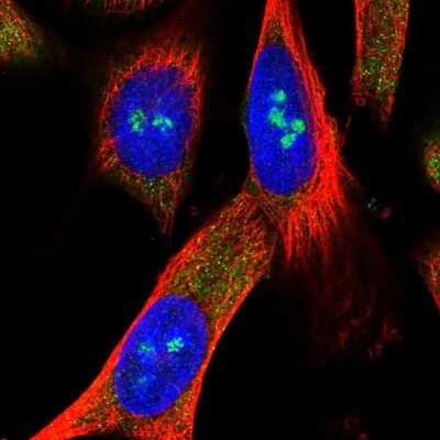 Immunocytochemistry/ Immunofluorescence: Methyltransferase like 5 Antibody [NBP1-92107]