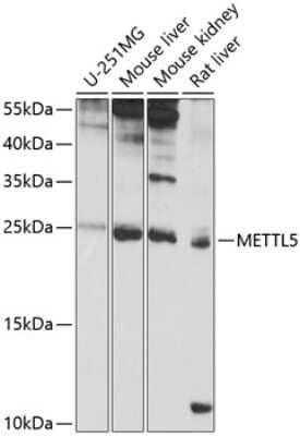 Western Blot: Methyltransferase like 5 AntibodyBSA Free [NBP3-03352]