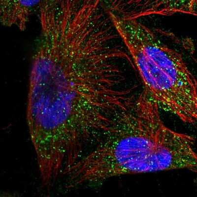 Immunocytochemistry/ Immunofluorescence: Methyltransferase like 6 Antibody [NBP1-92108]