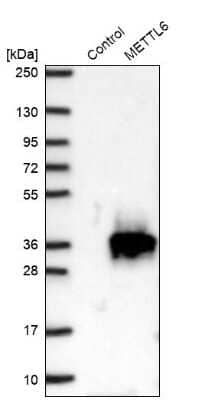 Western Blot: Methyltransferase like 6 Antibody [NBP1-92108]