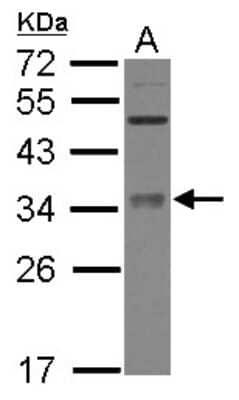 Western Blot: Methyltransferase like 6 Antibody [NBP2-17280]