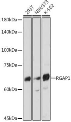 Western Blot: MgcRacGAP/RACGAP1 Antibody (10F7U6) [NBP3-15700]